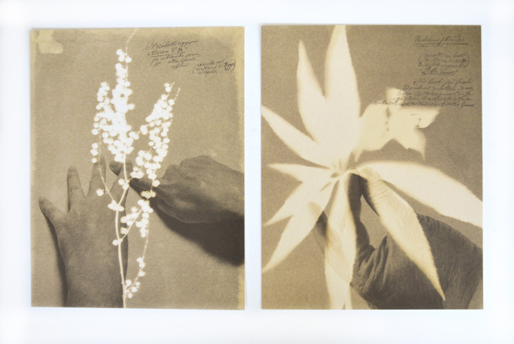 Alessandra Calò, Herbarium, I fiori sono rimasti rosa, 2022, Reggio d'Emilie, Éditions Studio Faganel