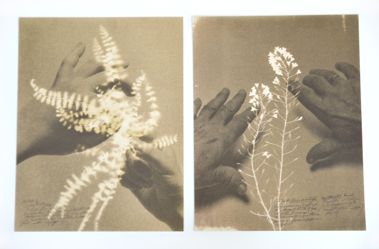 Alessandra Calò, Herbarium, I fiori sono rimasti rosa, 2022, Reggio d'Emilie, Éditions Studio Faganel