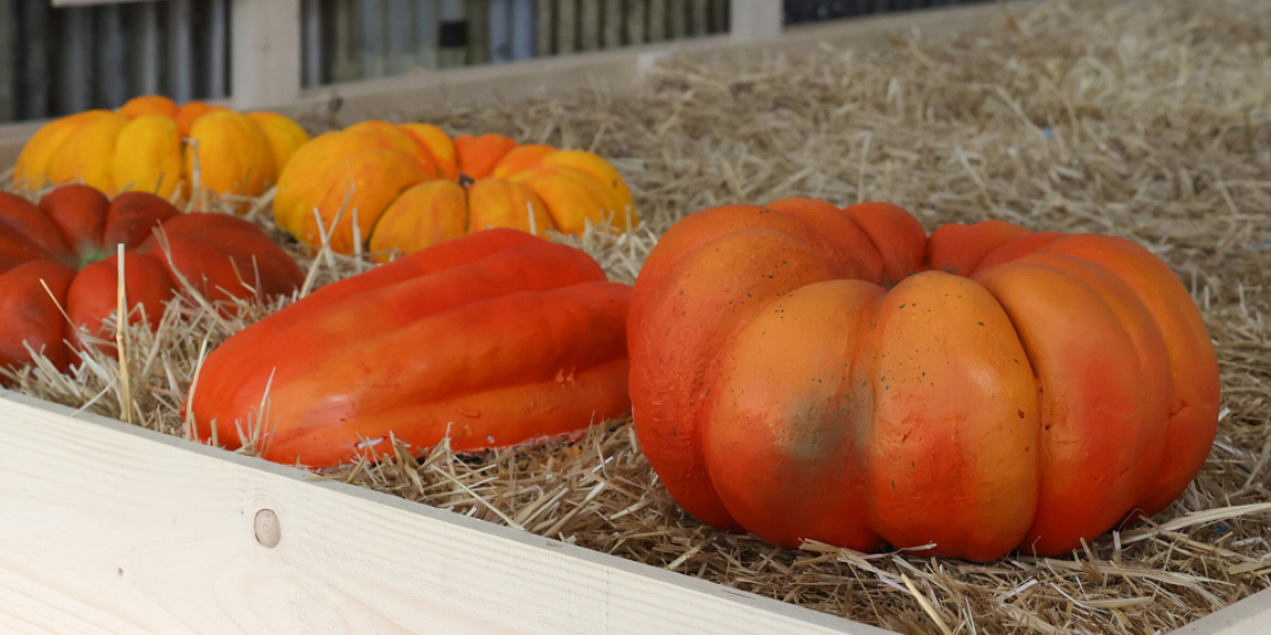 Citrouilles en platre