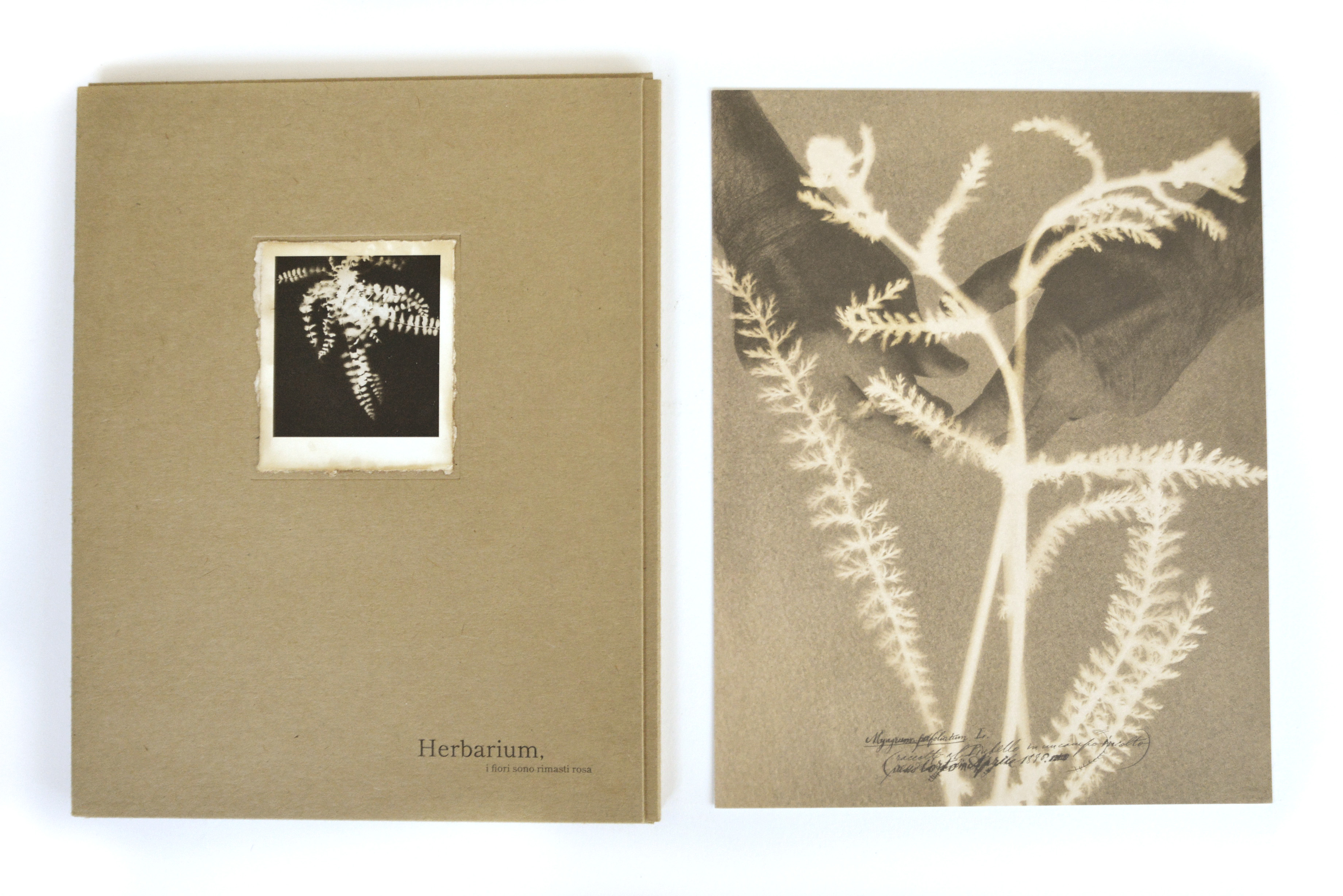 Herbarium de Alessandra Calò