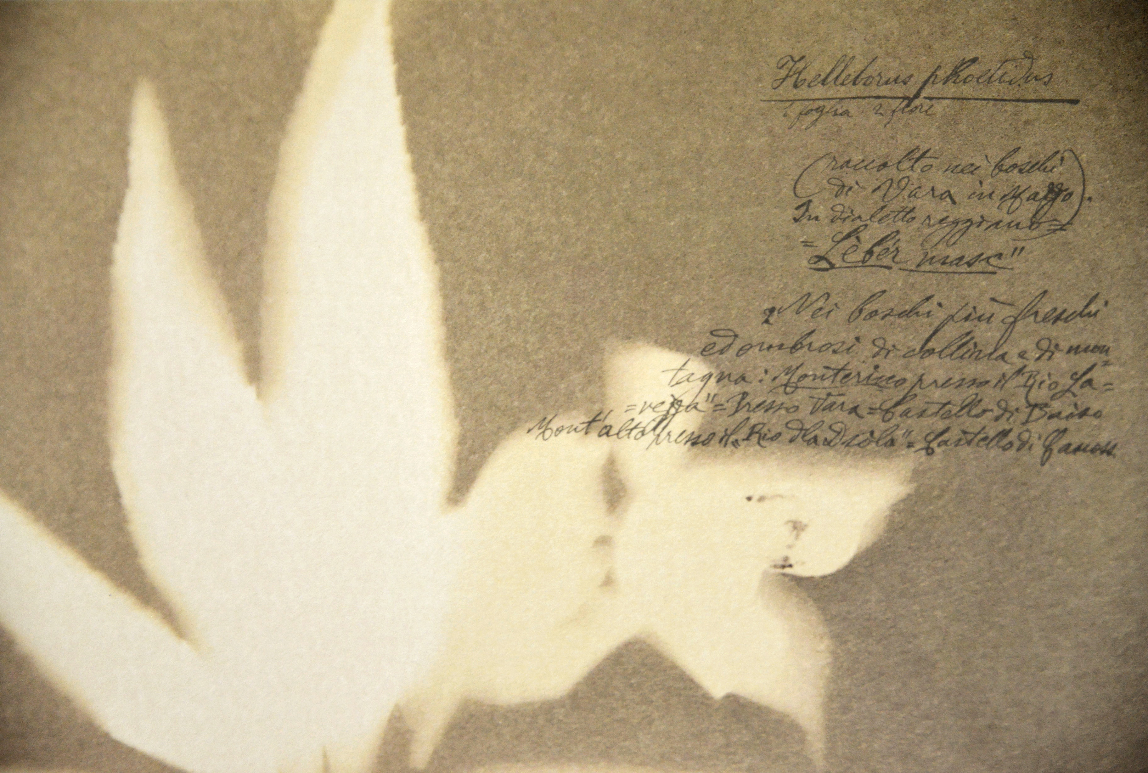 Herbarium de Alessandra Calò