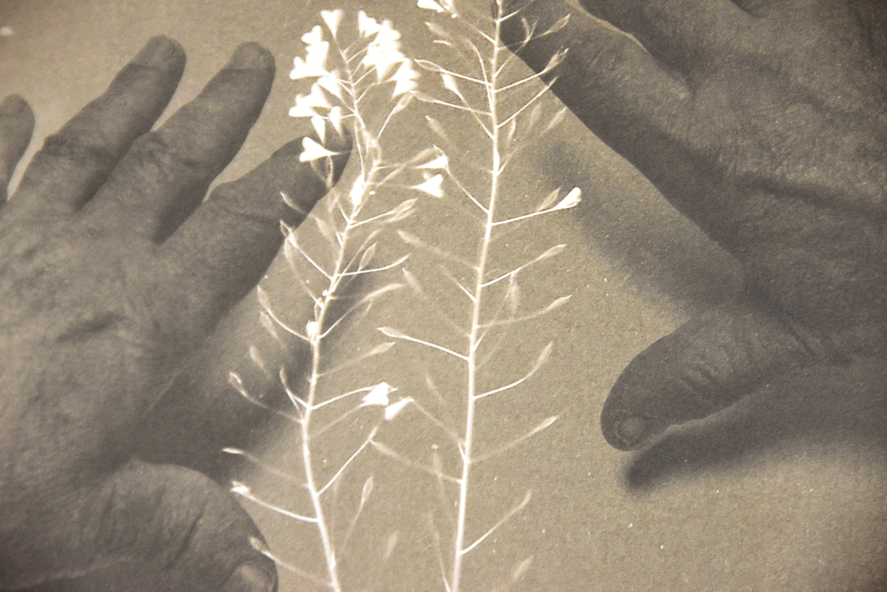 Herbarium de Alessandra Calò