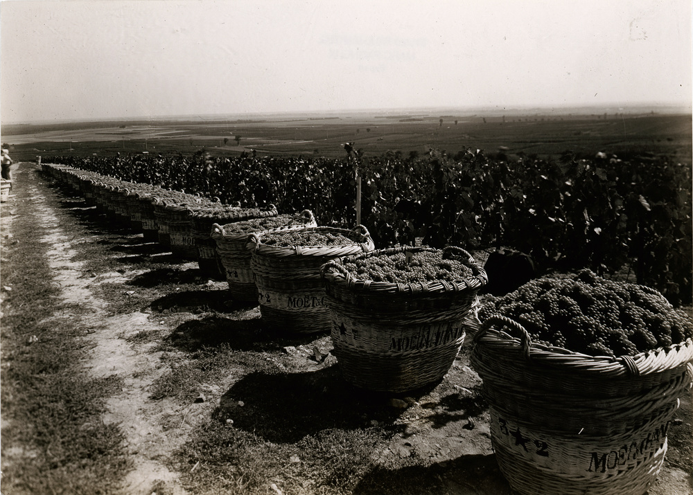 Vendanges Moët & Chandon