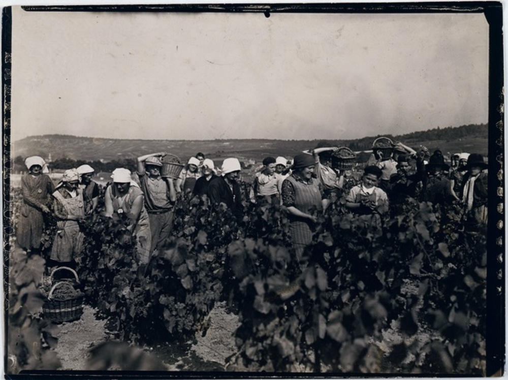 Vendanges Moët & Chandon