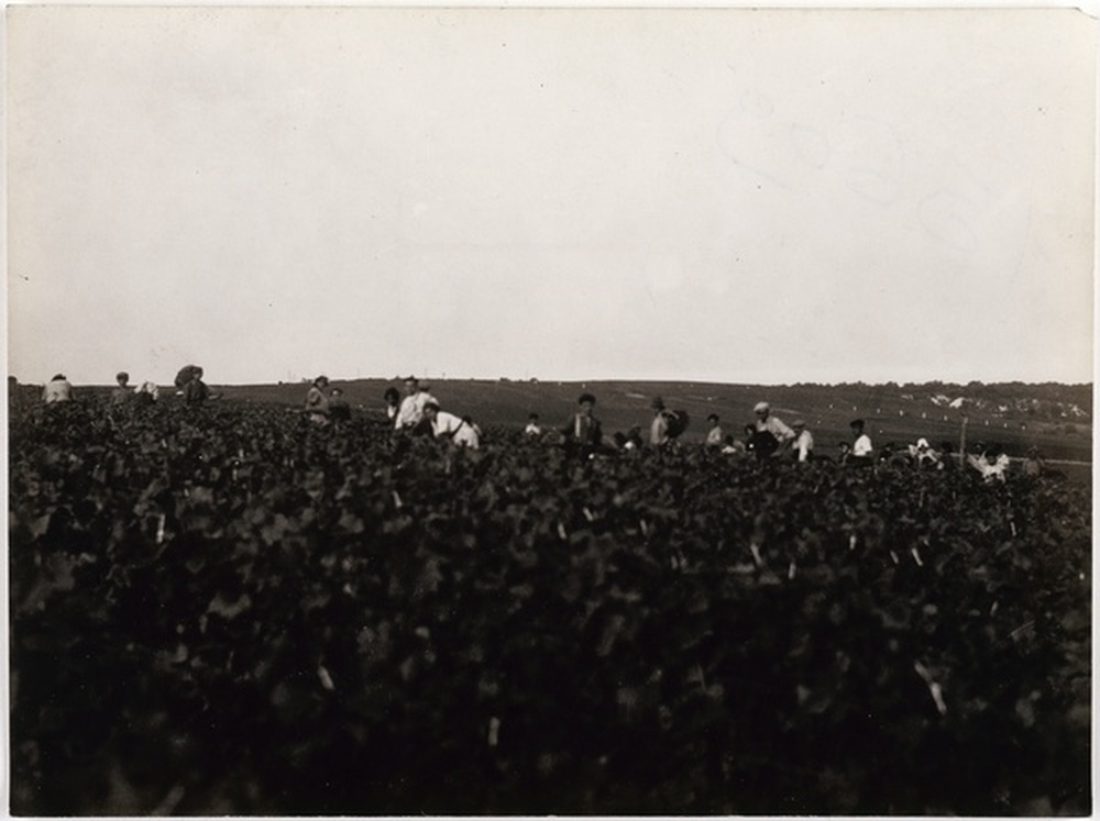 Vendanges Moët & Chandon