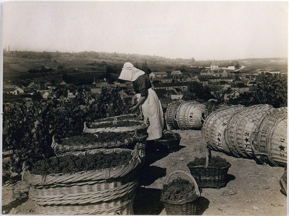 Vendanges Moët & Chandon