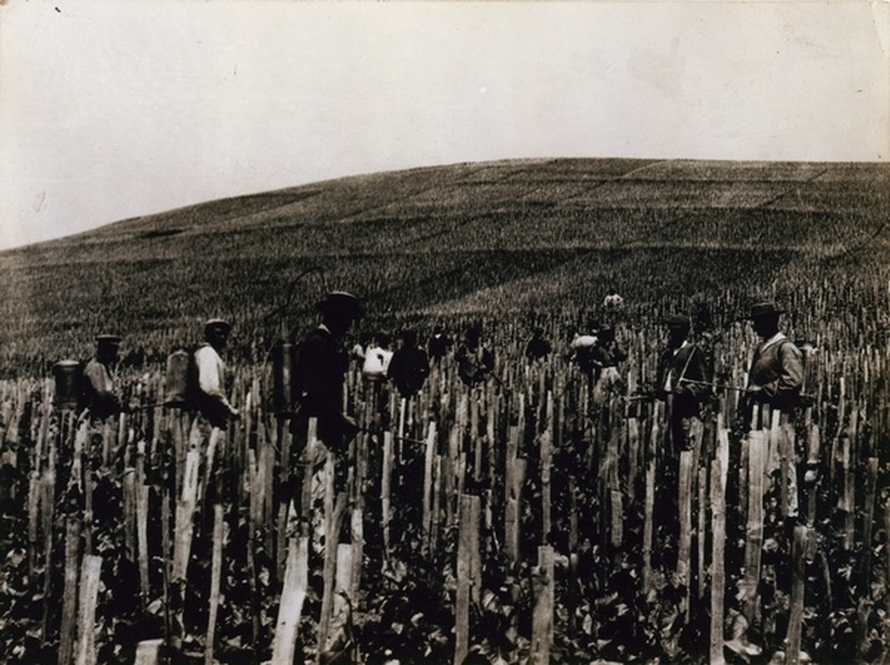 Vendanges Moët & Chandon