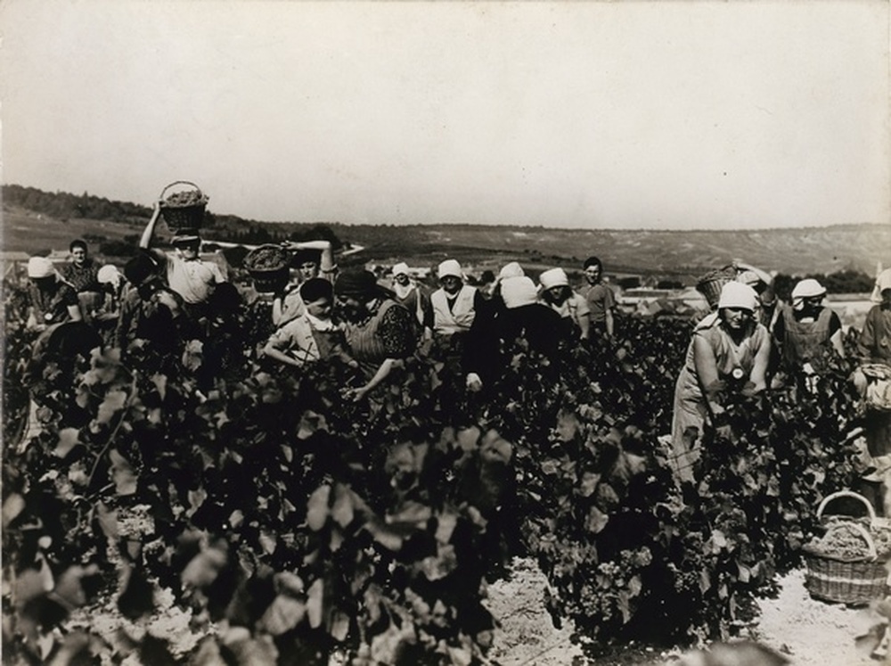 Vendanges Moët & Chandon