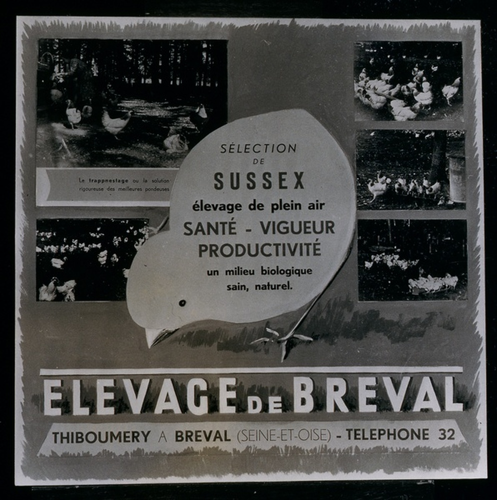 Affiche publicitaire, élevage de Breval