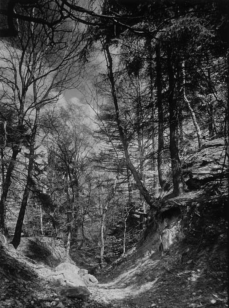 Waldpartie im siebengebirge