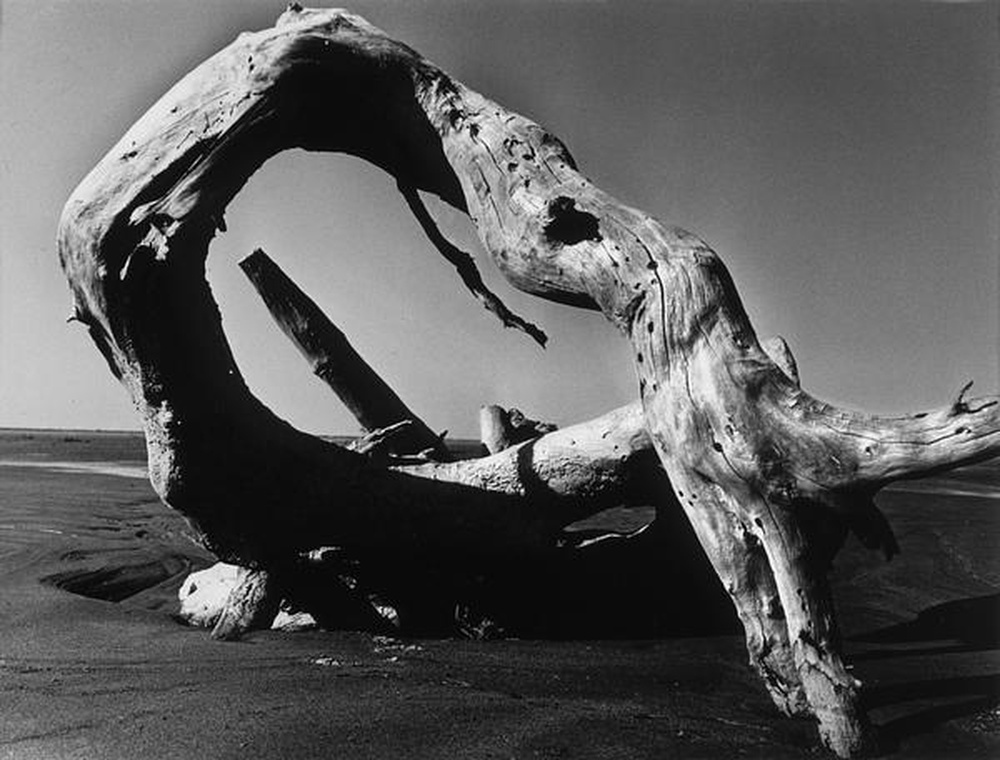 La Camargue "Mémoire d'un cheval mort"