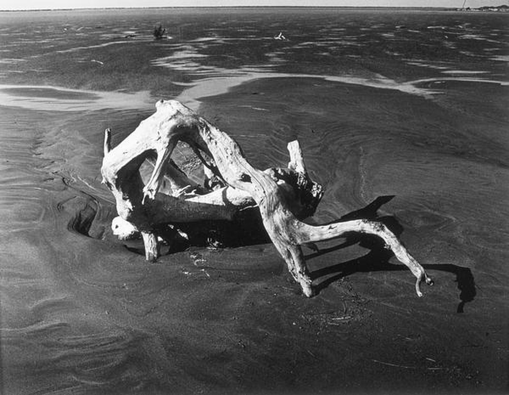 La Camargue "Mémoire d'un cheval mort"