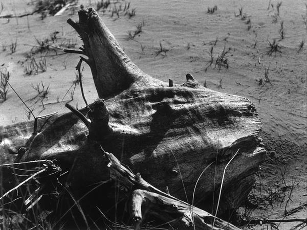 La Camargue "Mémoire d'un cheval mort"