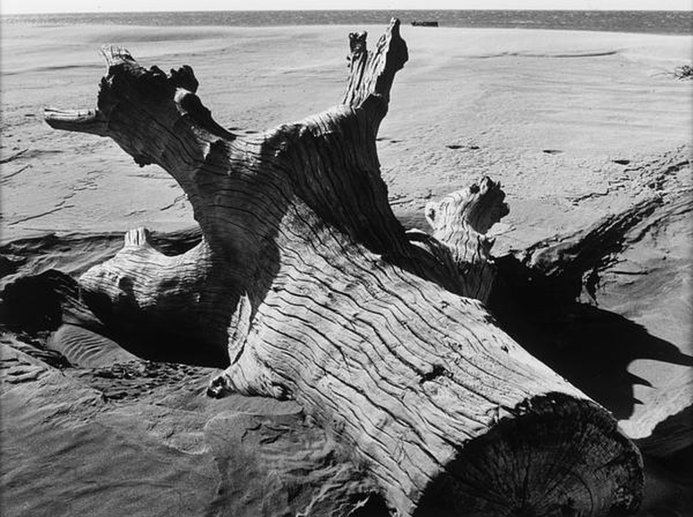 La Camargue "Mémoire d'un cheval mort"