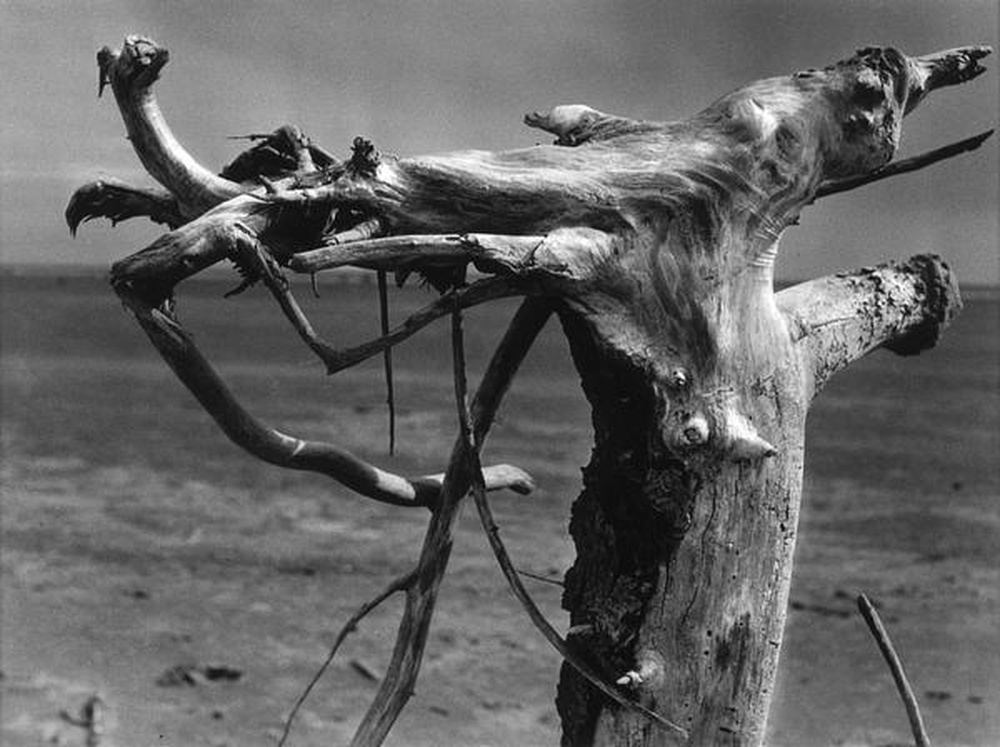 La Camargue "Mémoire d'un cheval mort"