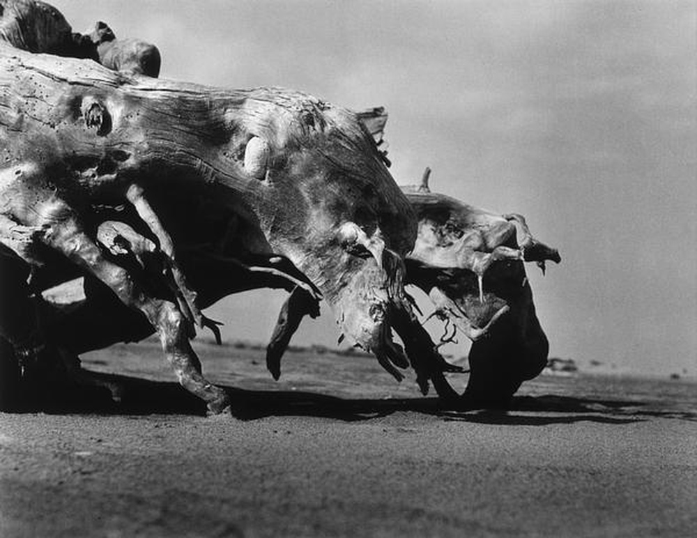 La Camargue "Mémoire d'un cheval mort"