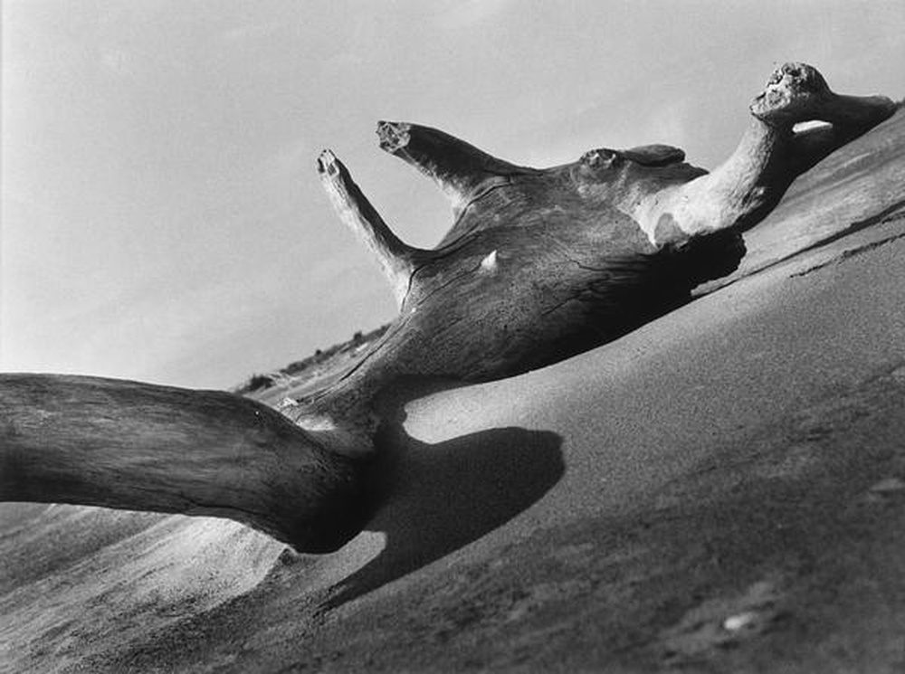 La Camargue "Mémoire d'un cheval mort"