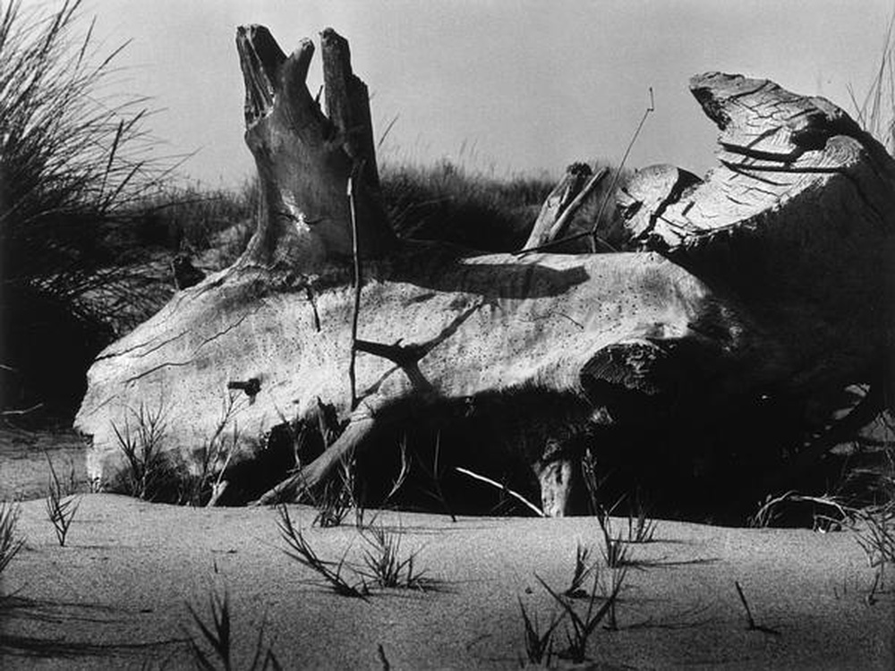 La Camargue "Mémoire d'un cheval mort"