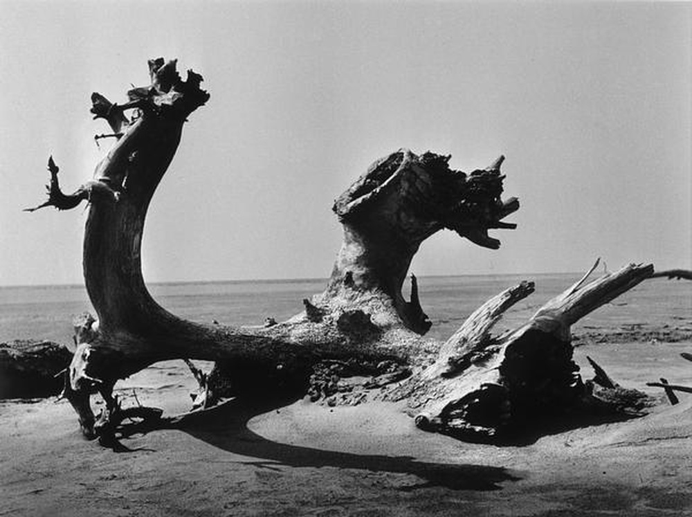 La Camargue "Mémoire d'un cheval mort"