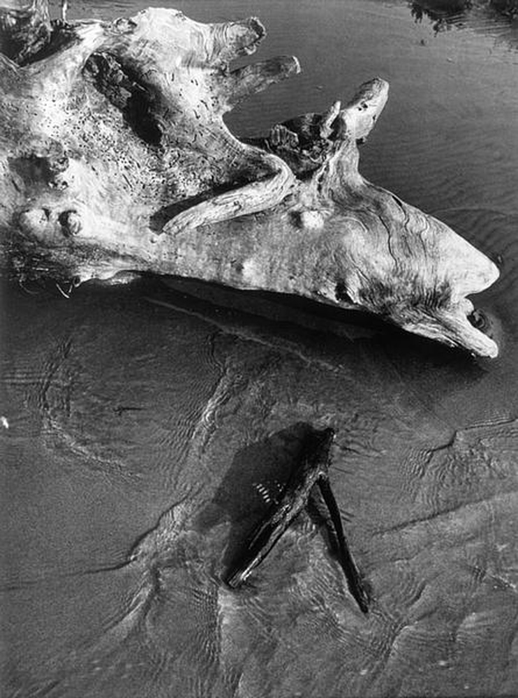 La Camargue "Mémoire d'un cheval mort"