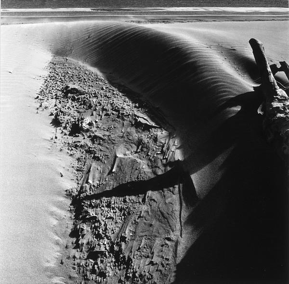 La Camargue "Mémoire d'un cheval mort"