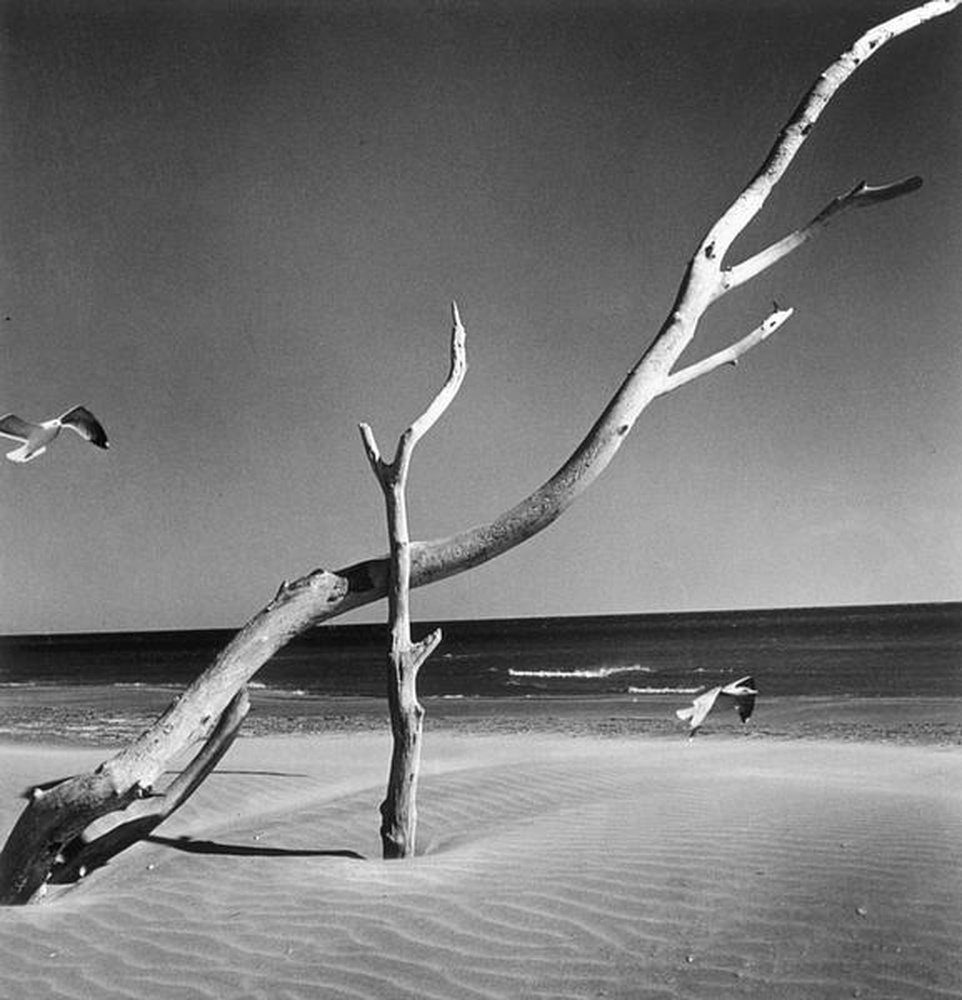 La Camargue "Mémoire d'un cheval mort"