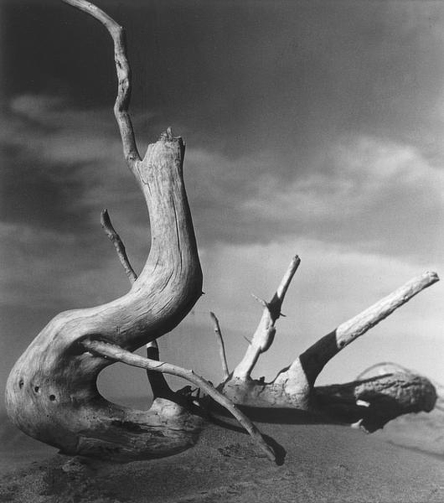 La Camargue "Mémoire d'un cheval mort"