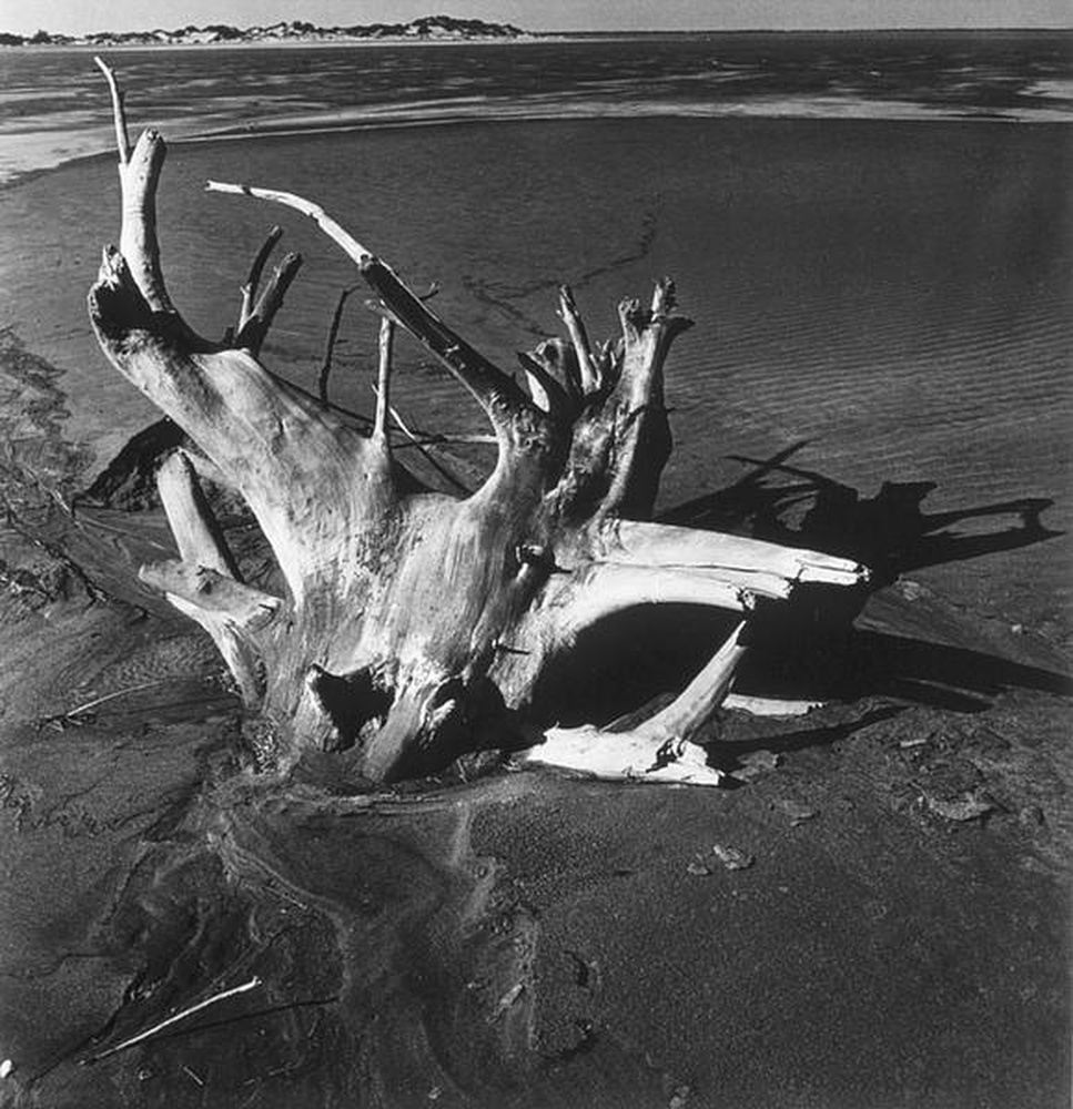 La Camargue "Mémoire d'un cheval mort"