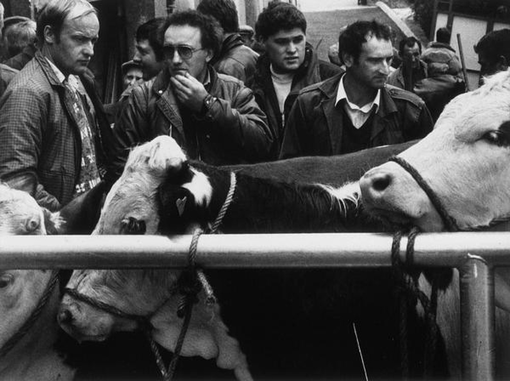 La Sainte-Catherine, les comices de Feurs