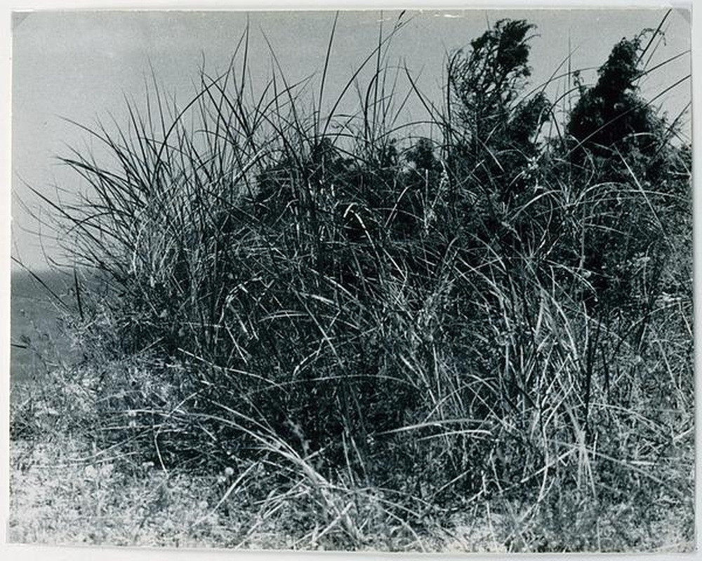 Dunes, mer Baltique