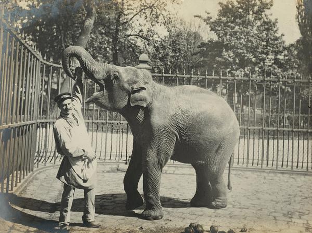 Eléphant et son gardien au Muséum d'Histoire Naturelle