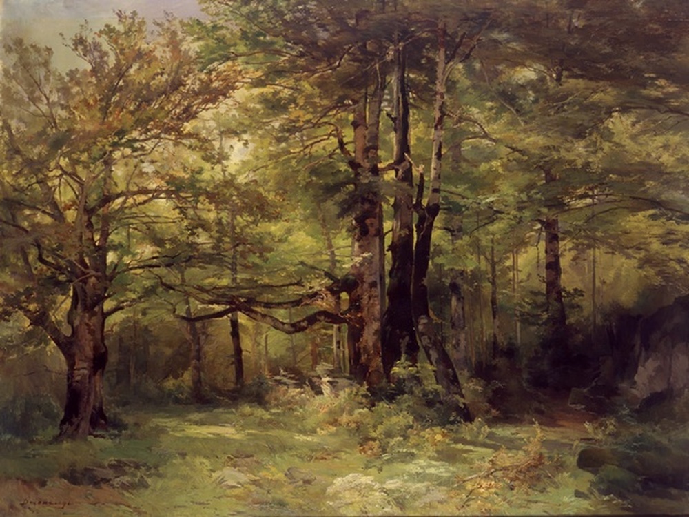 Sous bois, forêt de Lente