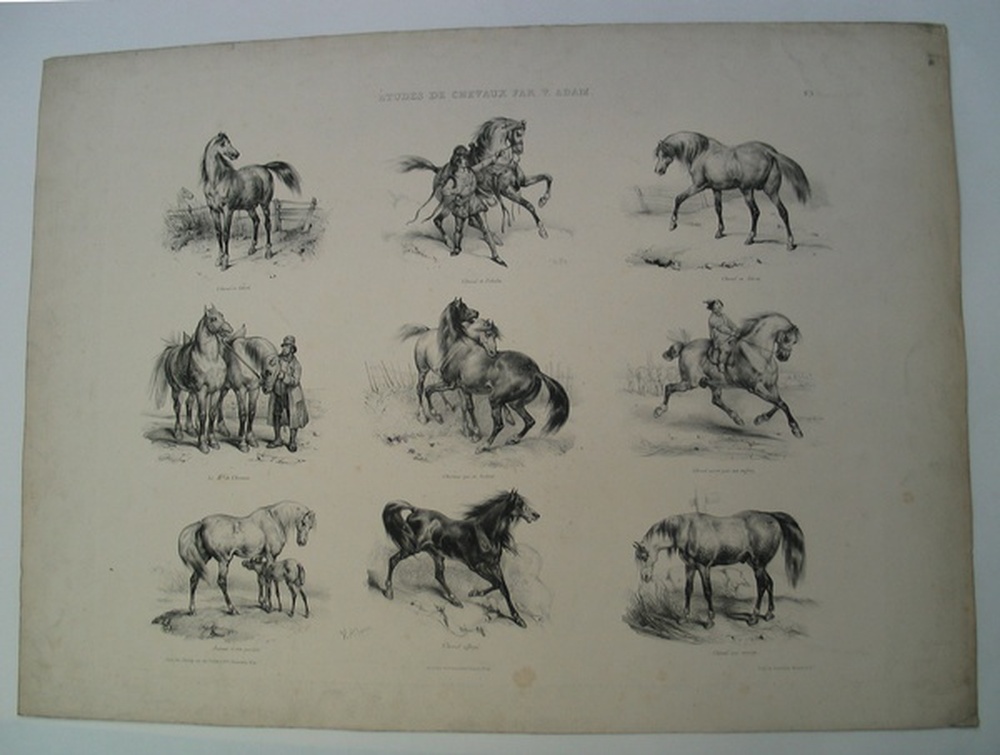 Planche 3 : études de chevaux