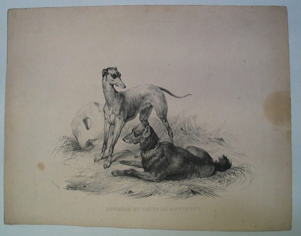 Lévrier et chien de montagne