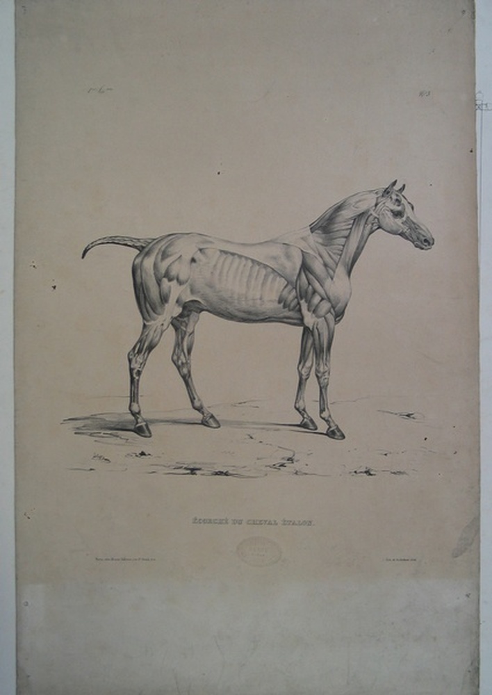 Ecorché du cheval étalon