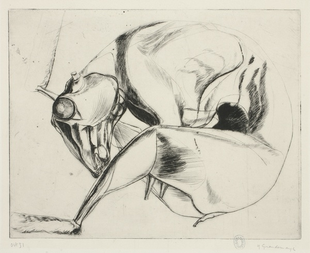 Lapin écorché