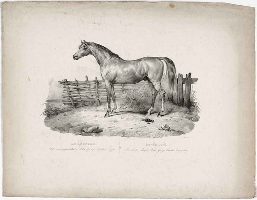 Le Léopold, cheval de course