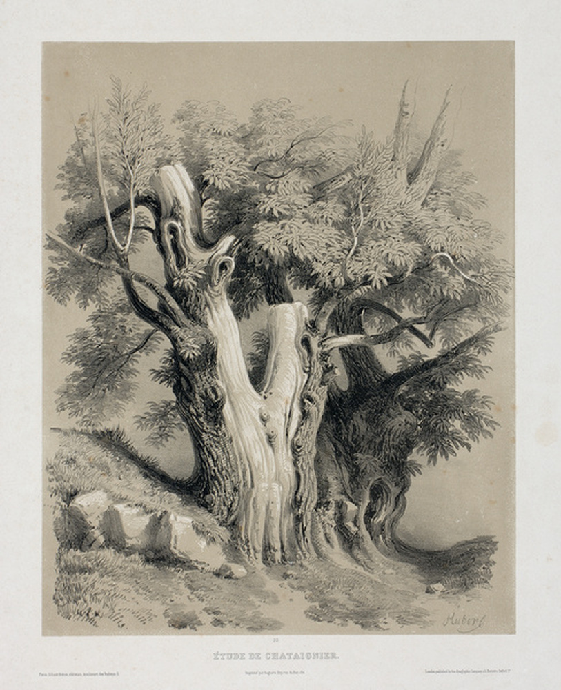 Etude de chataîgnier