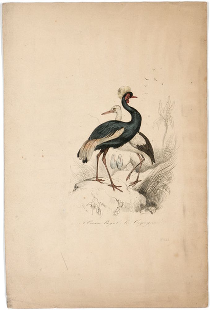 Oiseau royal et cigogne