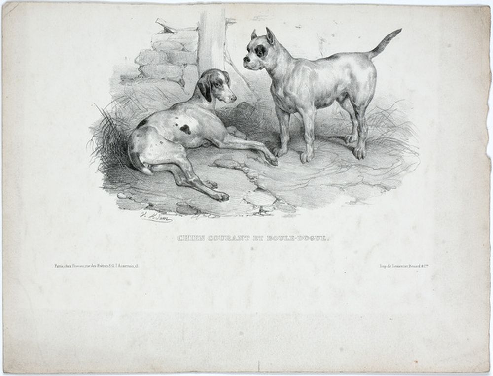 Chien courant et boule-dogue