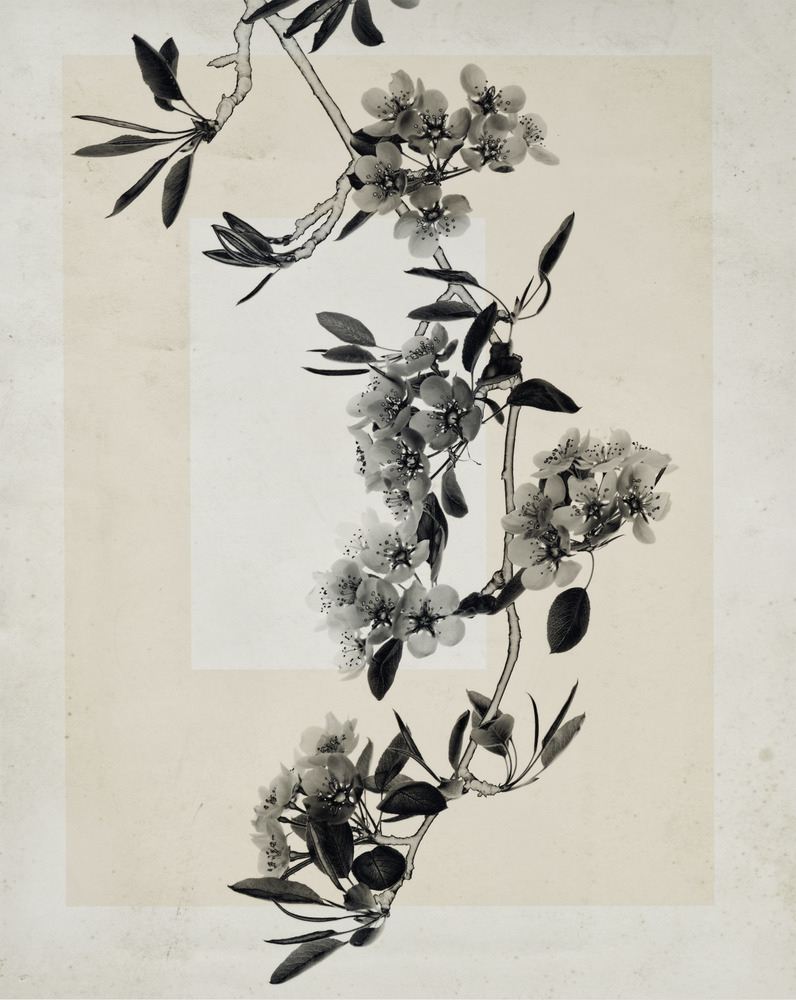Flower.s_19